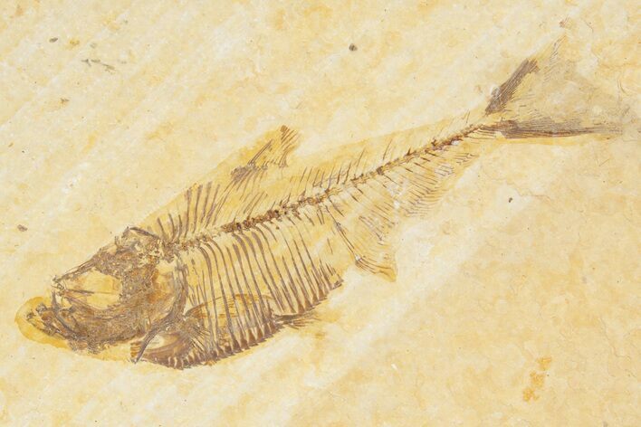 Detailed Fossil Fish (Diplomystus) - Wyoming #318523